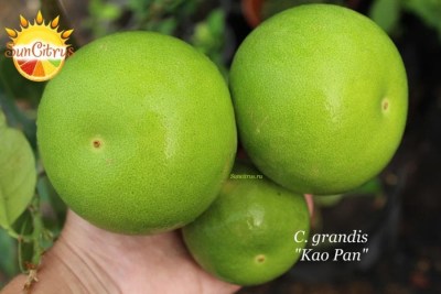 C. grandis Kao Pan - 